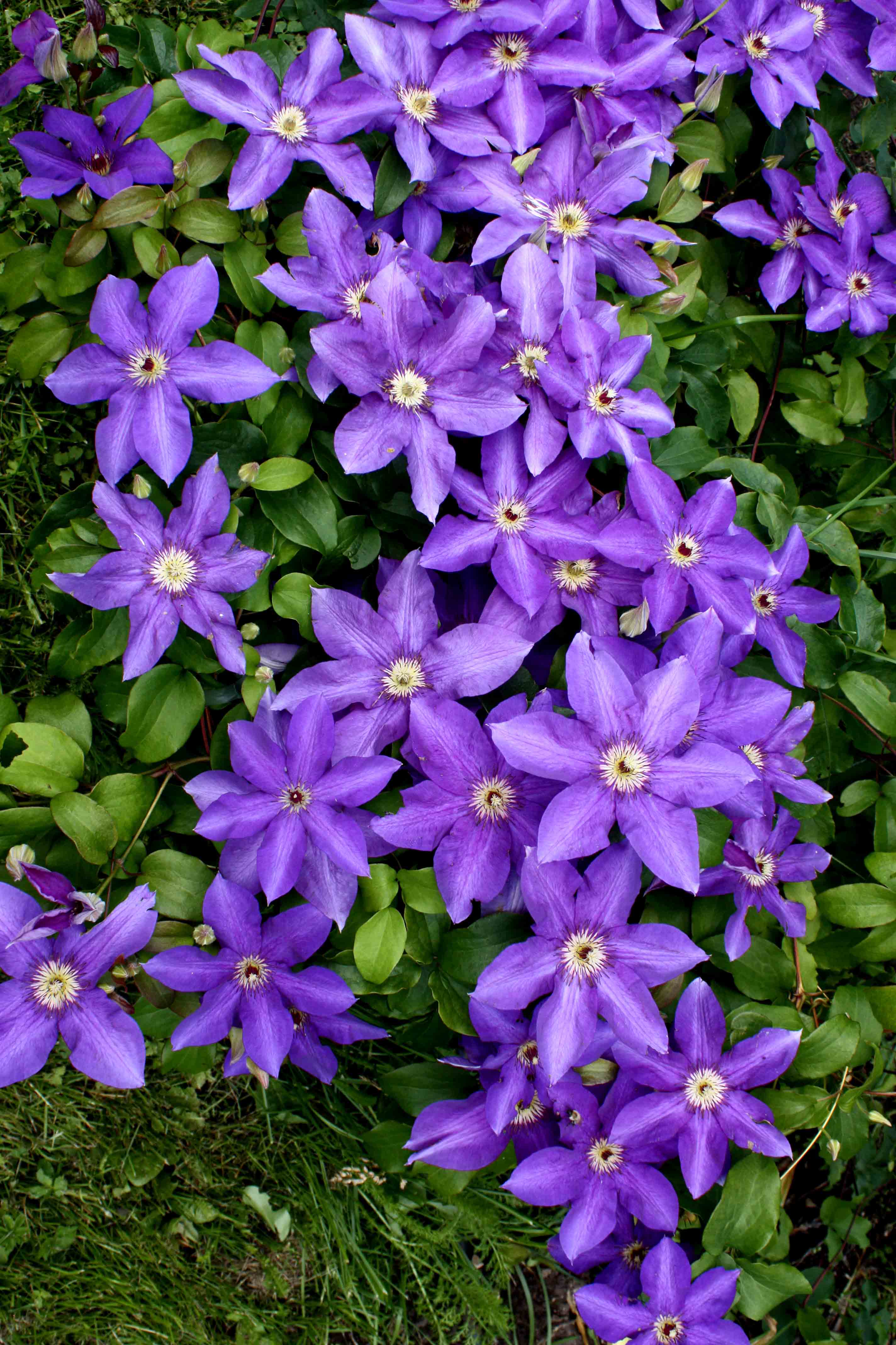 Raganė - Clematis Star of India 12,90 €